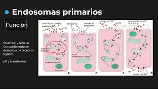 Endosomas tipos y funciones Relación con enfermedad de ALZHEIMER  Histología C3 [upl. by Grimbly249]