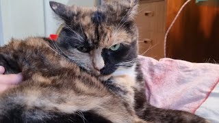 Grumpy tortie cat approves of petting [upl. by Timmy]