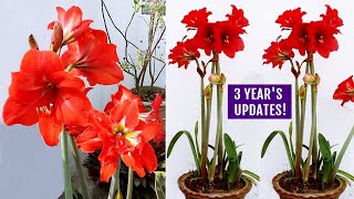 How To GROW Amaryllis RIGHT Way At RIGHT Time [upl. by Yellehs522]