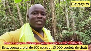 Benepoupa projet de 500 porcs et 10 000 poulets de chair [upl. by Jaycee]