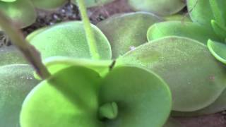 Pinguicula x Tina  Plantas Carnivoras em HD [upl. by Glimp969]