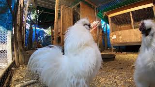 NonStop Chicken Footage Hens And Roosters In Action HD [upl. by Grenville]