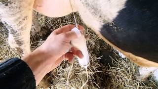 Острый мастит у коровОпыт комплексной терапии Acute mastitis in cows [upl. by Yelmene]