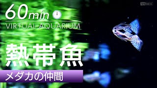 バーチャル・アクアリウム【60分】④ メダカの仲間  ASMRな水槽音と熱帯魚に癒される、チルい映像インテリア [upl. by Renwick469]