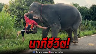 นาทีชีวิตควาญถูกสลัดตกหลังช้างเจ็บหนักอาการทรงตัว [upl. by Husch]