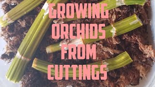 How to Propagate Orchids July 2020 [upl. by Rowe]