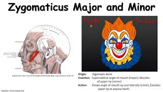 Zygomaticus Major and Minor [upl. by Kallista]