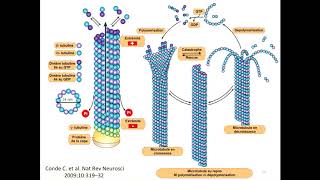 Microtubules [upl. by Gnoz104]