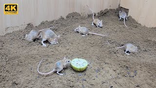 Cat 😺 TV mouse sand grabbing squeaking and plying  8 hour mice video for cats to watch 4k [upl. by Isolda124]