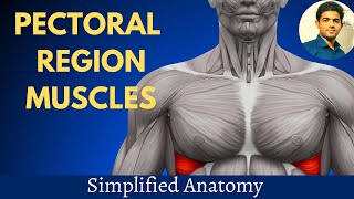 PECTORAL MUSCLES  SIMPLIFIED ANATOMY [upl. by Ahsinev]