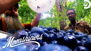 Making Blueberry Lemonade Alcohol  Moonshiners  Discovery [upl. by Batholomew117]