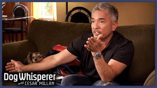 Overprotective Dog Barks And Attacks Owners Housemate  S8 Ep 9  Dog Whisperer With Cesar Millan [upl. by Brian285]