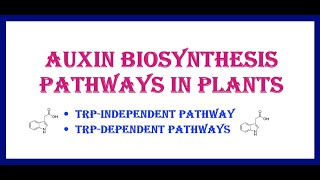 Auxin biosynthesis pathways in plants [upl. by Janifer]