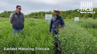 TriCal Gainer™ Triticale is a perfect choice for the Upper Midwest [upl. by Pentheas583]