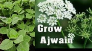 How to grow Ajwain Plant Carom seeds at homeTrachyspermum ammi [upl. by Cod]