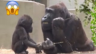 An instant lreaction of mother gorilla Adorable baby gorilla 😍 [upl. by Sylvan]