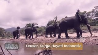 Leuser Surga Hayati Indonesia [upl. by Vanderhoek947]