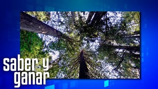 ¿Sabes el nombre de este árbol En Saber y Ganar te lo explicamos [upl. by Ruthann]