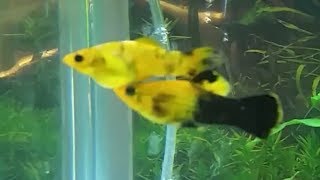 How to tell molly fish gender and how mollies mate [upl. by Yeldar]