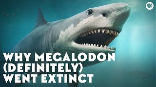 Why Megalodon Definitely Went Extinct [upl. by Yrreg950]