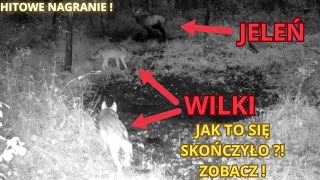 HIT  Wilki spotkały jelenia przy wodopoju nagle stało się coś nieoczekiwanego Co się wydarzyło [upl. by Domash]