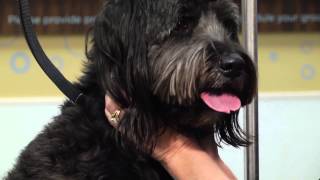 How to Groom a Labradoodle  Dog Grooming Tips [upl. by Thamos999]