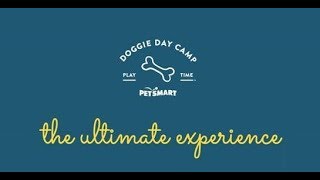 PetSmart Doggie Day Camp The Ultimate Dog Day Care Experience [upl. by Layol]