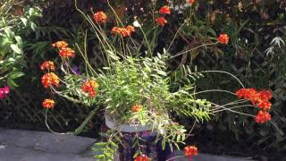 epidendrum radicans [upl. by Ttcos]