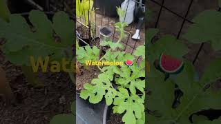 WATERMELON 🍉 Growing WATERMELON in a container garden short [upl. by Jb]