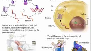 System Endocrine The Actions of Hormones on Target Cells [upl. by Adnilreb149]