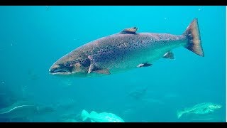 Facts The Atlantic Salmon [upl. by Einnaej]