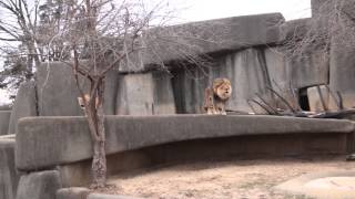 Lion and Lioness Roaring  Louisville Zoo [upl. by Eicak]