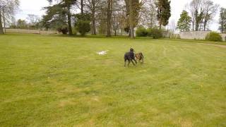 Deerhound VS Greyhound quotArthur et Henegquot [upl. by Elvia]