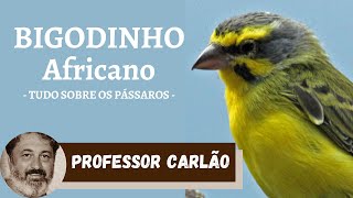 Descubra tudo Sobre o Bigodinho Africano  Canáriodemoçambique [upl. by Marybeth503]