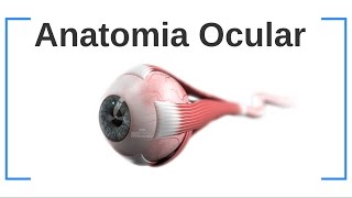 Aula 01 Anatomia ocular  Anatomia Externa [upl. by Aylmer]