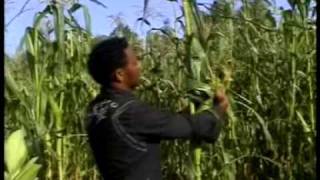 Tigrina music 1 MEKELLE TEKlLAY GESESEW ETHIOPIA [upl. by Cohette]