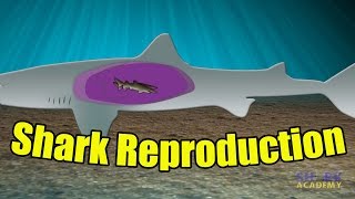 Shark Reproduction  SHARK ACADEMY [upl. by Krug794]