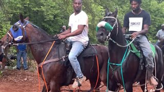 Standardbred Horse Racing Under The Saddle Longview Texas [upl. by Laurance]