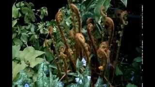 May ferns unfurlingwmv [upl. by Anaele56]