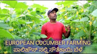 european cucumber farming in polyhouse ಪಾಲಿ ಹೌಸ್ ನಲ್ಲಿ ಸೌತೆಕಾಯಿ ಬೆಳೆ ಲಾಭದಾಯಕ ಆಗಬಹುದು [upl. by Vokaay]