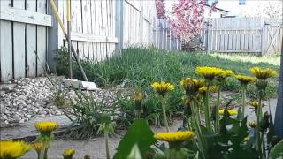 timelapse of dandelions an example of nyctinasty [upl. by Norabal745]