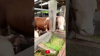 Update pagi kandang berkah mandiri farm sapisuperjumbo sapi cow sapisimentaljumbo [upl. by Kcerb]