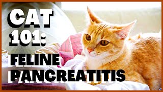 Cat 101 Feline Pancreatitis [upl. by Inait290]