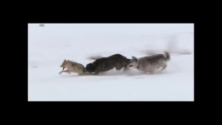 Wolves vs coyote HD [upl. by Ruperto425]