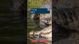 Crocodile Farm Tour in Hazyview 🐊  SOUTH AFRICA [upl. by Areek]