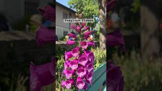 All Peace and Beauty in Foxglove Flowers flower [upl. by Naillij]