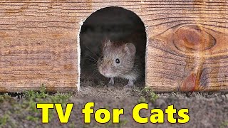 Cat TV 🐭 Mouse in The Jerry Hole Fun [upl. by Ameg886]