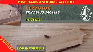 Červotoč  Pine bark anobiid Ernobius mollis  požerok  gallery [upl. by Anoit619]