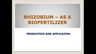 Rhizobium as a biofertilizer its production and application [upl. by Pretrice]