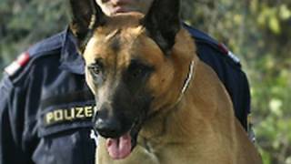 Belgian Malinois The Breed Believed to Have Accompanied Navy SEALS on Mission to Kill Bin Laden [upl. by Anavoj]